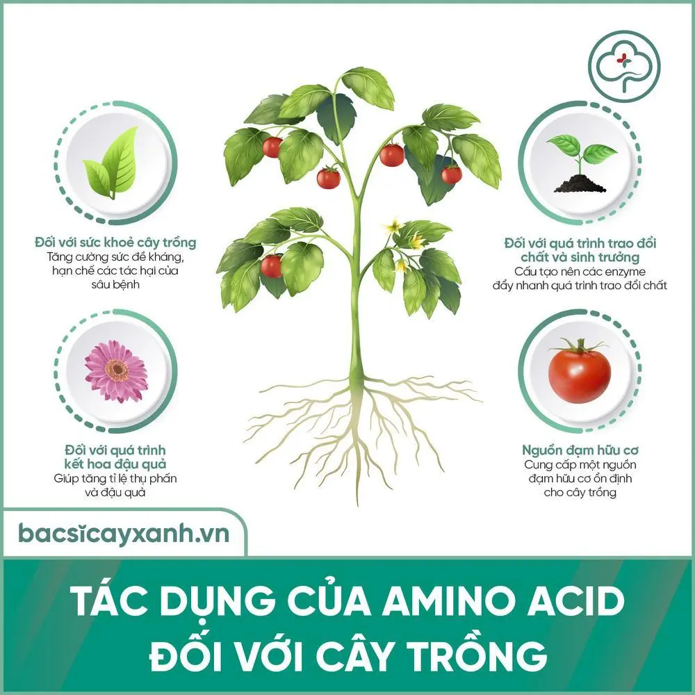 Tác dụng của amino acid đối với cây trồng
